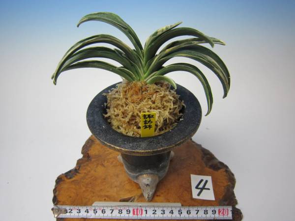 万年青(おもと) 羅紗 「諏訪錦」 上木 蘭万園(鉢植え)｜売買された