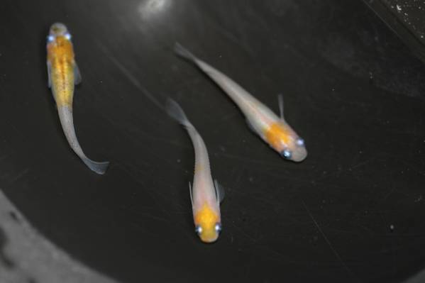 【めだかのビーンズ】小豆オス１メス２　NO.1