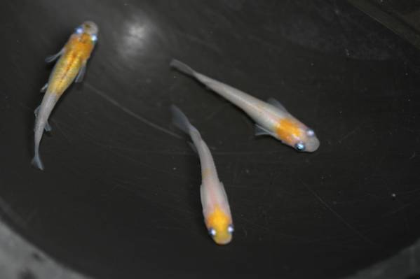 【めだかのビーンズ】小豆オス１メス２　NO.1