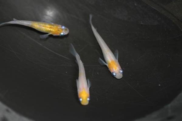 【めだかのビーンズ】小豆オス１メス２　NO.1