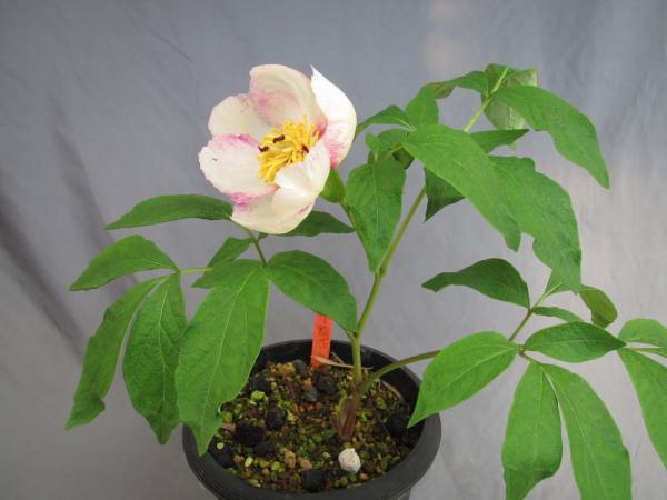 山野草　　ヤマシャクヤク覆輪花