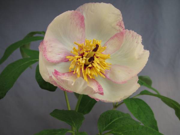 山野草　　ヤマシャクヤク覆輪花