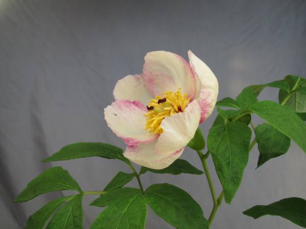 山野草　　ヤマシャクヤク覆輪花