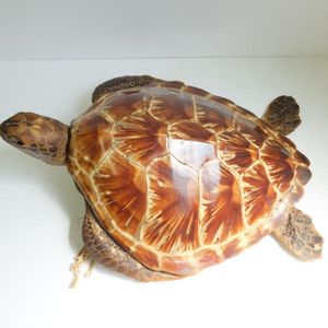 亀 剥製のYahoo!オークション(旧ヤフオク!)の相場・価格を見る｜Yahoo