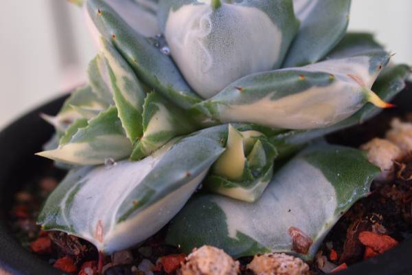 ★☆アガベ　王妃雷神　白中斑　　黄中斑が良く出る木　C　☆★