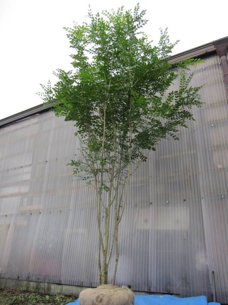 シマトネリコ　樹高２９０㎝　現品発送　「Ｓ１０６」