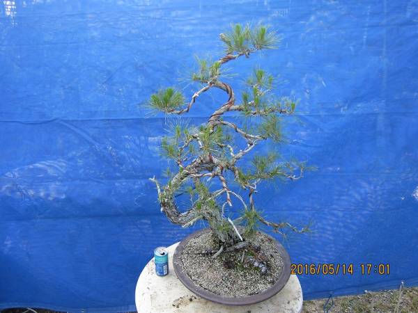 盆栽仲間　★赤松★K-8