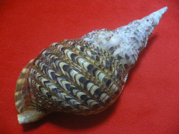 ☆沖縄の法螺貝☆No17☆ほら貝☆34.0cm・680g☆