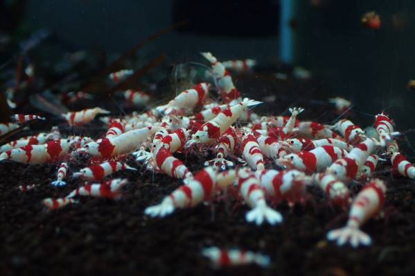 ～Bee Garage～　 レッドビーシュリンプ　限定10匹