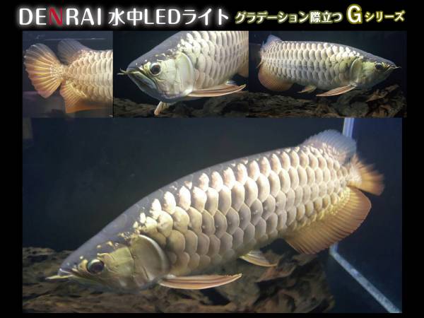 大型水槽用 金龍専用 水中ledアロワナライト 照明 Denrai173g 照明 売買されたオークション情報 Yahooの商品情報をアーカイブ公開 オークファン Aucfan Com