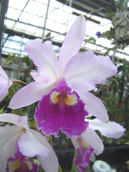 【洋蘭】C. warscewiczii ×sib 巨大輪！？