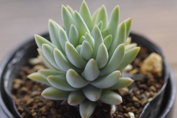 ★多肉植物★　ロバートグリム　（根つき）_1