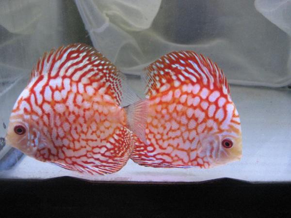 ピジョンチェッカーボード　8㎝前後　2匹（写真の魚）　N0.36　