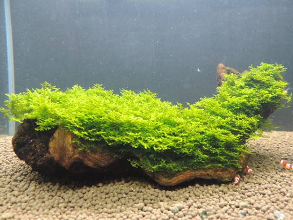 プレミアモスSPタイ産流木着(1) プレミアモスSPタイ産流木着(1)