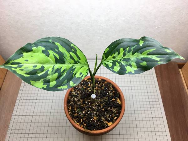 アグラオネマ ピクタム トリカラー エウレカ　鉢のままもＯＫ