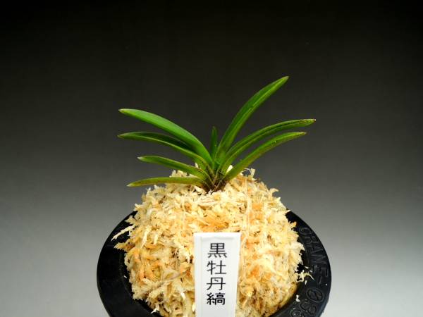 口コミ店 nss富貴蘭 「黒牡丹縞」（実生） 【公式通販】