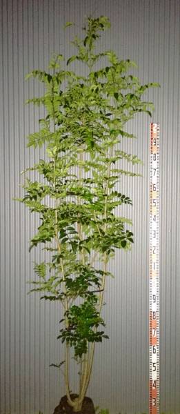 ⑪ シマトネリコ　250ｃm【特選　株立ち】オシャレな花木