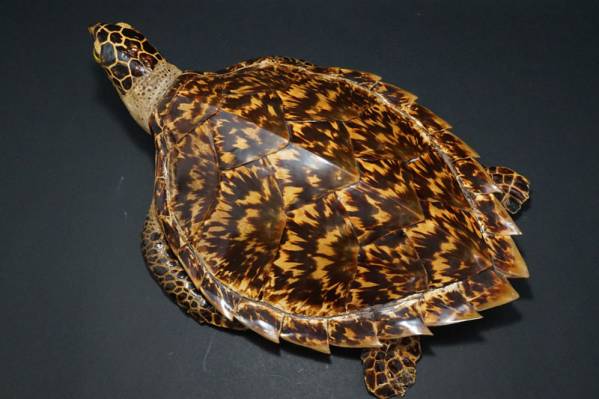 805☆貴重！ 鼈甲 海亀の剥製 全長44.0cm 置物 壁掛け べっ甲 タイマイ剥製