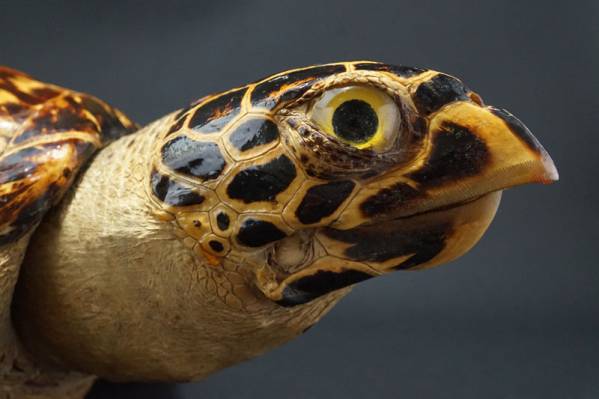 805☆貴重！ 鼈甲 海亀の剥製 全長44.0cm 置物 壁掛け べっ甲 タイマイ剥製