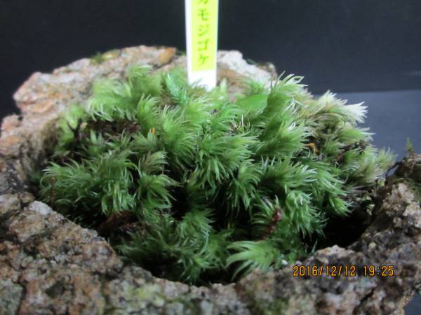 山野草　苔　シッポゴケ　カモジ苔