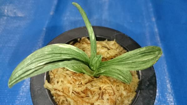 おもと静渚 覆輪の気配