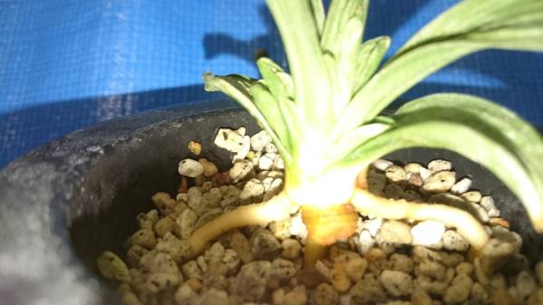 おもと静渚 覆輪の気配