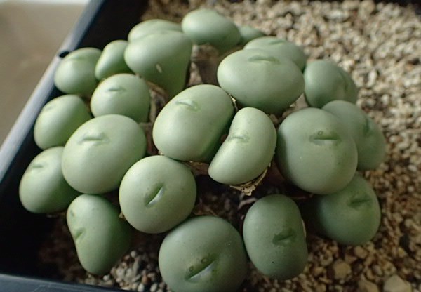 肉植物 コノフィツム 小槌