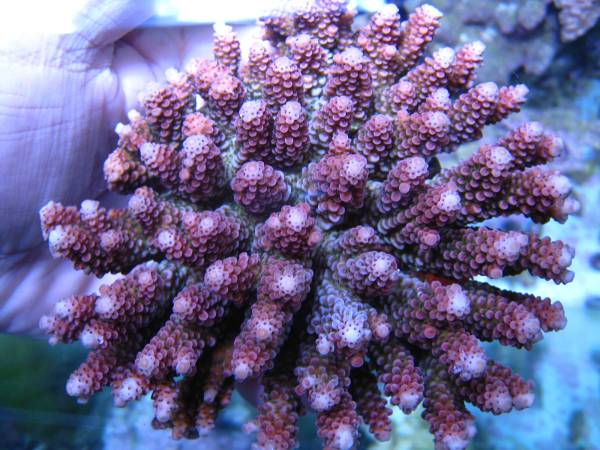 ＊ミドリイシ＊　　テーブル系レッド　