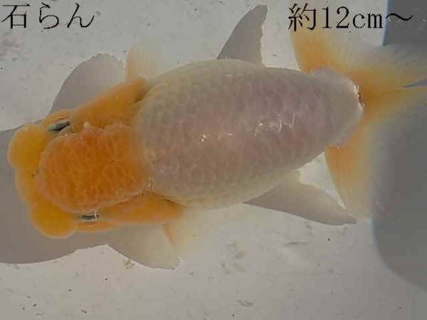 ☆彡石らん・特選らんちゅう・優良系統・当歳魚2匹O28-11 ☆