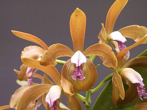 ◆◇ 洋蘭 原種 カトレア porphyroglossa 珍しい品種の良個体