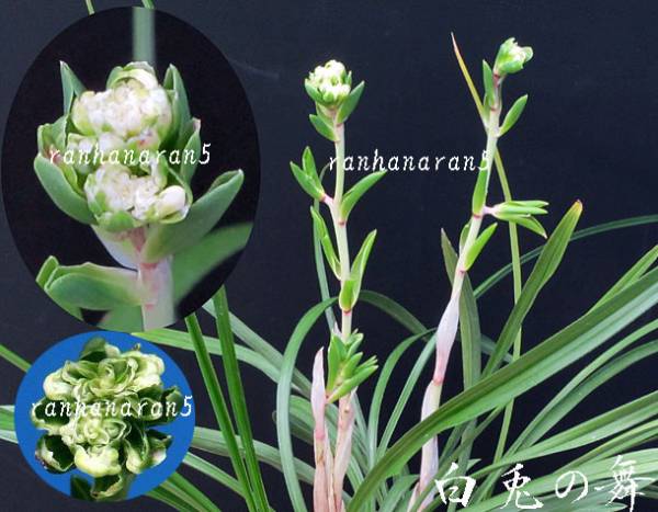 ★寒蘭・春蘭、鳥取県東伯郡国信産　奇花の逸品「白兎の舞」★