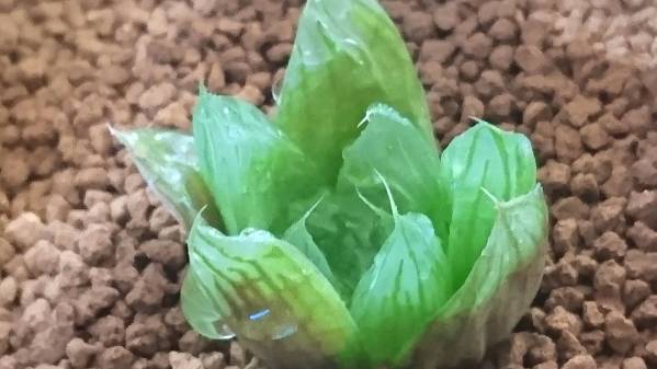 1793 多肉植物 ハオルチア 花火錦 のカキコから 斑現在薄1 サボテン 売買されたオークション情報 Yahooの商品情報をアーカイブ公開 オークファン Aucfan Com 1793 多肉植物 ハオルチア 花火錦 のカキコから 斑現在薄1 サボテン 売買されたオークション情報 Yahooの商品情報をアーカイブ公開 オークファン Aucfan Com