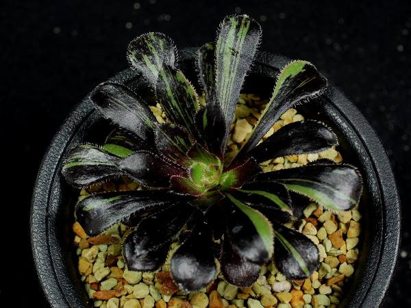多肉植物。 多肉植物 アエオニウム ビッグバン アエオニウムビッグバン