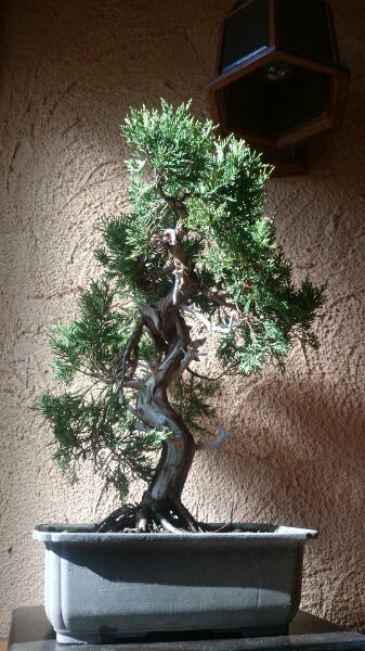 糸魚川真柏(樹高43cm)松