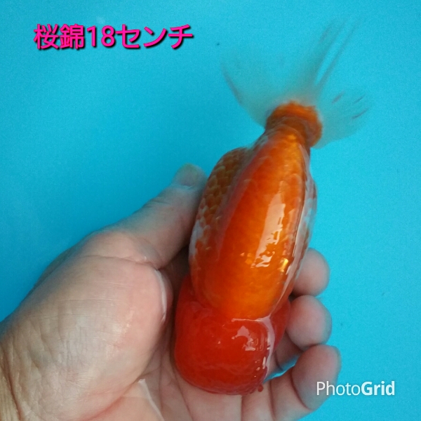 ☆再出品☆桜錦☆上物☆弥富産2歳☆訂正 ☆再出品☆桜錦☆上物☆弥富産2歳☆訂正