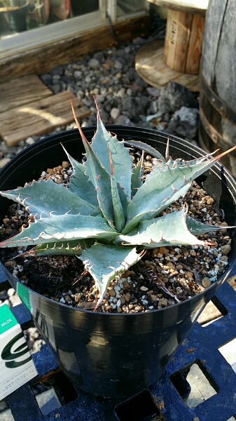 アガベ　パラサナ　ミートクロウ　子付