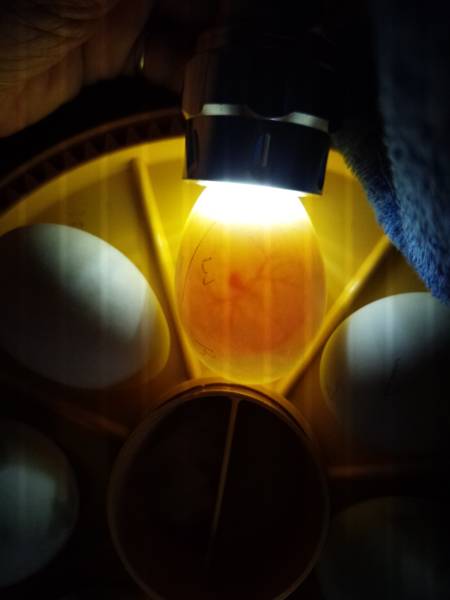 コールダック　種卵　純白　異血ペア　2個セット　Y＆N (10)_2