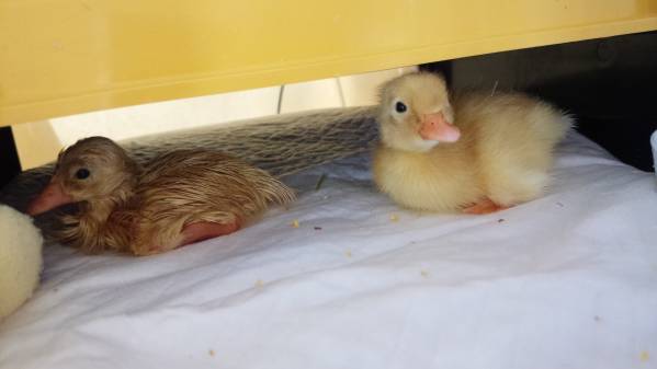 コールダック　種卵　純白　異血ペア　2個セット　Y＆N (10)_3