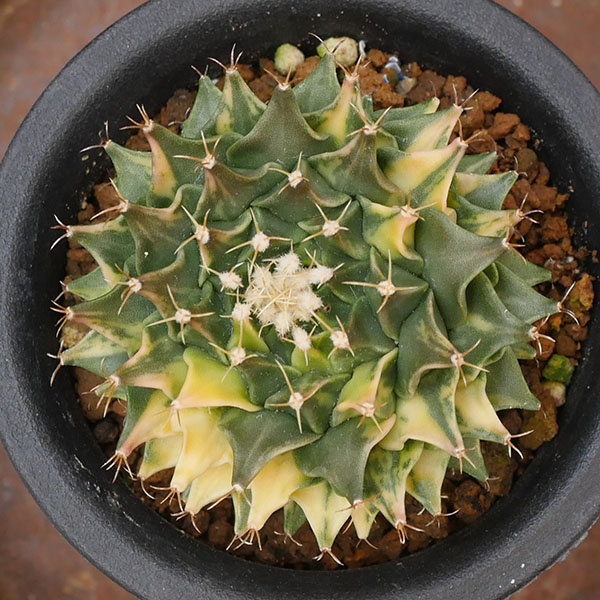 帝冠錦　■サボテン・多肉植物■ No.09