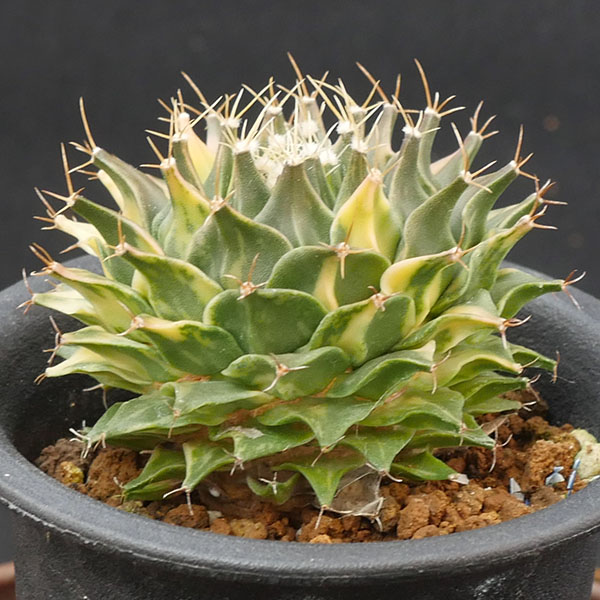 帝冠錦　■サボテン・多肉植物■ No.09