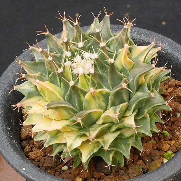 帝冠錦　■サボテン・多肉植物■ No.09