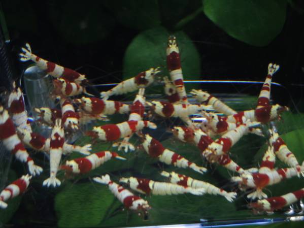 ◎ レッドビーシュリンプ画像の個体 ３０匹＋２匹