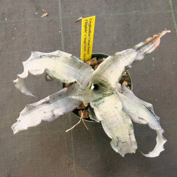 ブロメリア　コレクション　Cryptanthus Cream Brulee