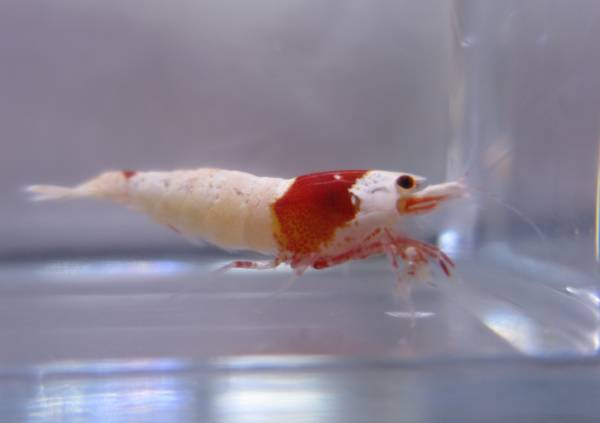 ♪綺麗なレッドビーモスラ20匹＋補償2匹♪