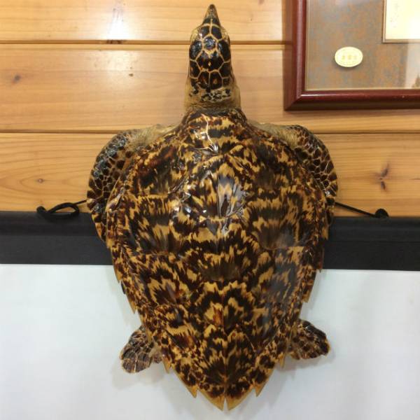 壁掛け 剥製 壁掛 海亀 べっ甲 鼈甲（べっこう）亀 全長40cm 鼈甲