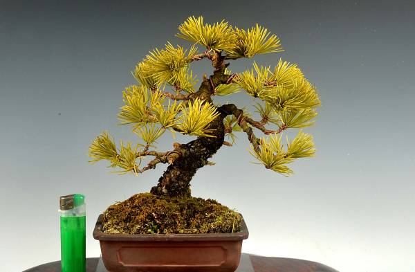 那須五葉松(なすごようまつ) 模様木 盆栽 素材 那須五葉松 約100年 | 雨竹亭オンラインショップ