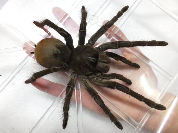 ゴライアスバードイーターＸＬサイズ　激安