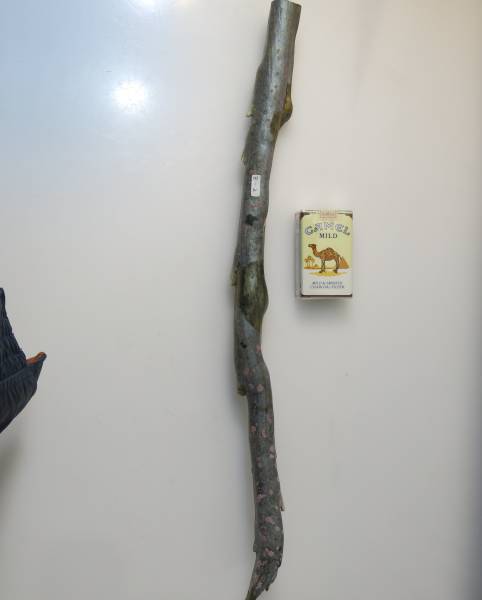 ◇ 細長い海松 image002.jpg