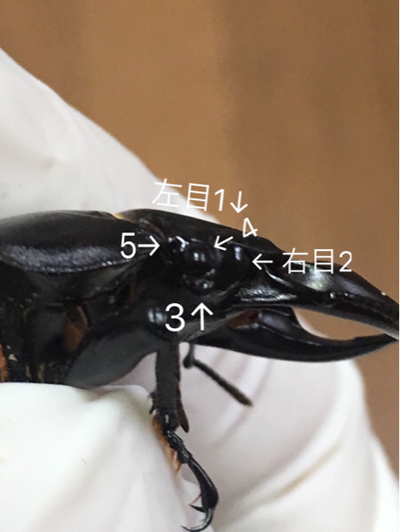 オオクワガタ 奇形_1