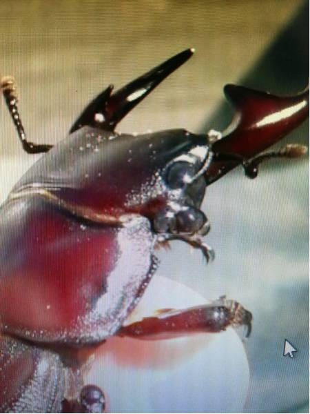 オオクワガタ 奇形_3